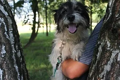 Rumi - mały, kudłaty piesek czeka na dom,  Kundelk