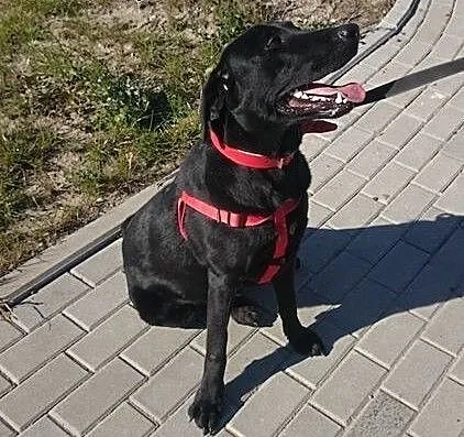 Elwis - młody pies w typie labradora szuka domu,