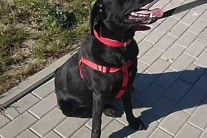 Elwis - młody pies w typie labradora szuka domu,  
