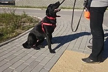 Elwis - młody pies w typie labradora szuka domu,  