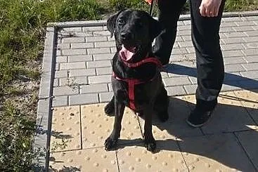 Elwis - młody pies w typie labradora szuka domu,  