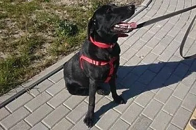 Elwis - młody pies w typie labradora szuka domu,  