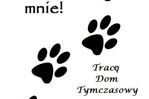 Adoptuj mnie! Tracę dom tymczasowy!,  mazowieckie 