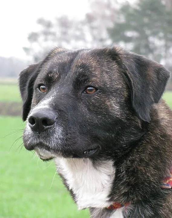 Brutus sympatyczny amstaff-labrador szuka domu