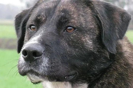 Brutus sympatyczny amstaff-labrador szuka domu