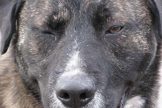 Brutus sympatyczny amstaff-labrador szuka domu