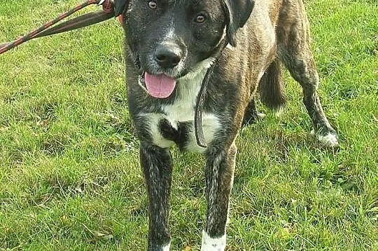 Brutus sympatyczny amstaff-labrador szuka domu