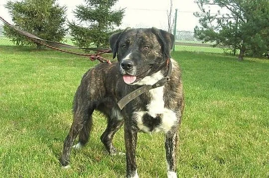 Brutus sympatyczny amstaff-labrador szuka domu