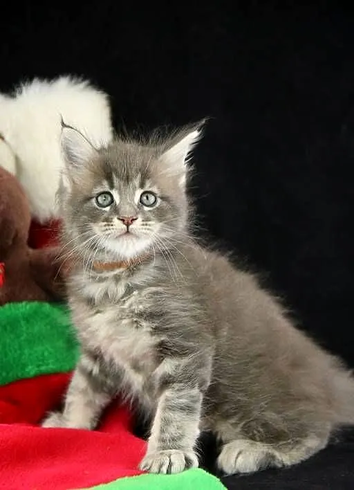Kocurek Maine Coon niebieski klasycznie pręgowany, Wielkopolskie, Poznań