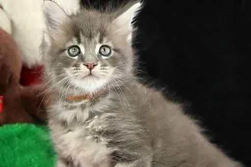 Kocurek Maine Coon niebieski klasycznie pręgowany, Wielkopolskie, Poznań