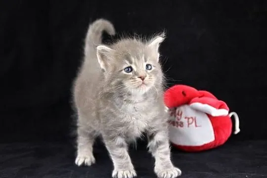 Kocurek Maine Coon niebieski klasycznie pręgowany, Wielkopolskie, Poznań
