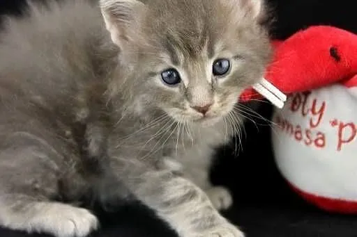 Kocurek Maine Coon niebieski klasycznie pręgowany, Wielkopolskie, Poznań