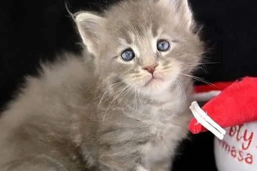 Kocurek Maine Coon niebieski klasycznie pręgowany, Wielkopolskie, Poznań