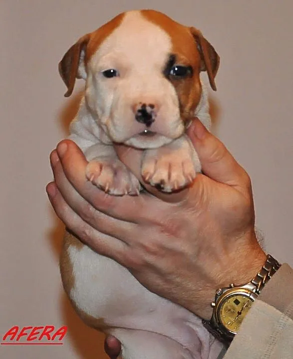 American Staffordshire Terrier Amstaff ZKwP FCI, , Domaszowice