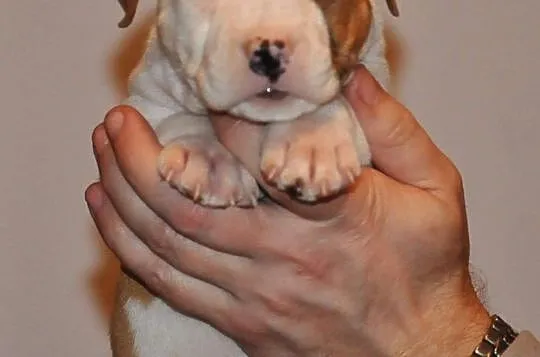 American Staffordshire Terrier Amstaff ZKwP FCI, , Domaszowice