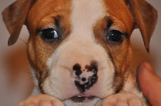 American Staffordshire Terrier Amstaff ZKwP FCI, , Domaszowice