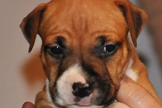 American Staffordshire Terrier Amstaff ZKwP FCI, , Domaszowice