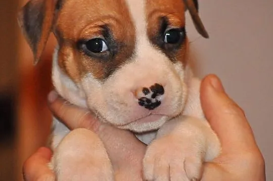 American Staffordshire Terrier Amstaff ZKwP FCI, , Domaszowice