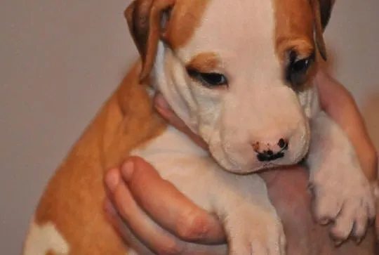 American Staffordshire Terrier Amstaff ZKwP FCI, , Domaszowice