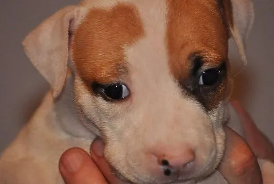 American Staffordshire Terrier Amstaff ZKwP FCI, , Domaszowice