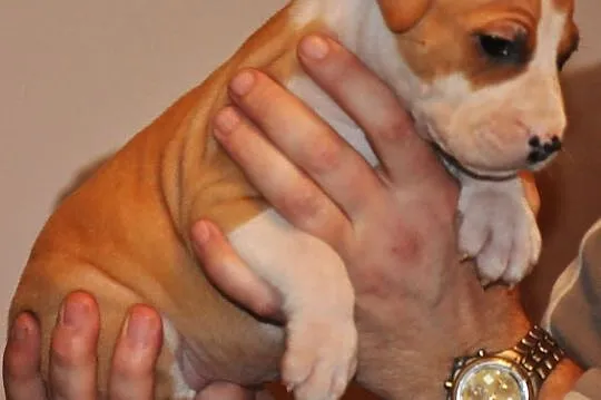 American Staffordshire Terrier Amstaff ZKwP FCI, , Domaszowice