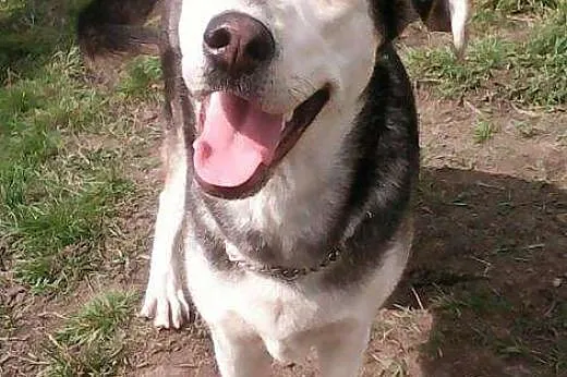 Żywiołowa Molly,  dolnośląskie Wrocław