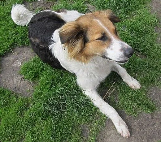 Cudowna Misia pilnie szuka najlepszego domu!, Kun