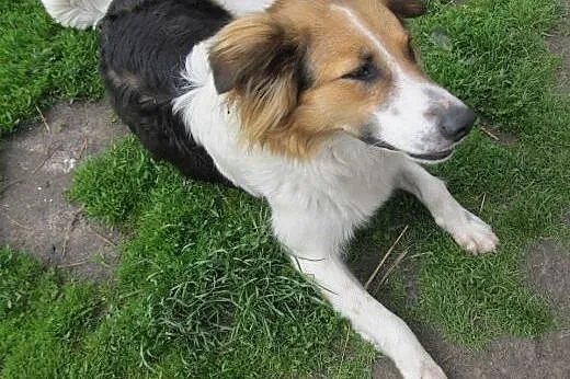 Cudowna Misia pilnie szuka najlepszego domu!,  Kun