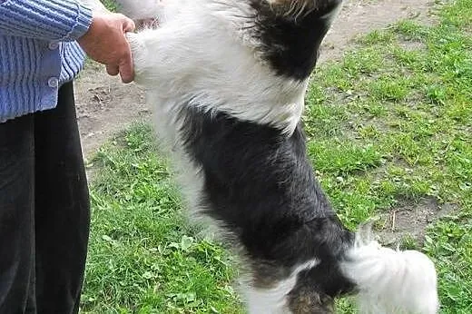 Cudowna Misia pilnie szuka najlepszego domu!,  Kun