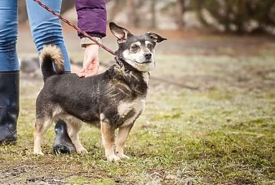 Niewielka Zyga, wesoła i przyjazna sunia, bezkonfliktowa - adopcja