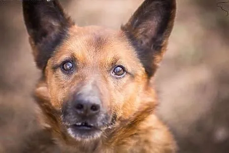 BUBU - piękny, wiecznie uśmiechnięty psiak szuka d