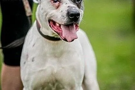 Potrzebujący miłości Bratuś ! do adopcji !!, mazo
