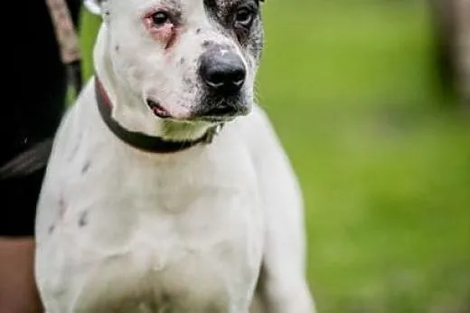 Potrzebujący miłości Bratuś ! do adopcji !!,  mazo