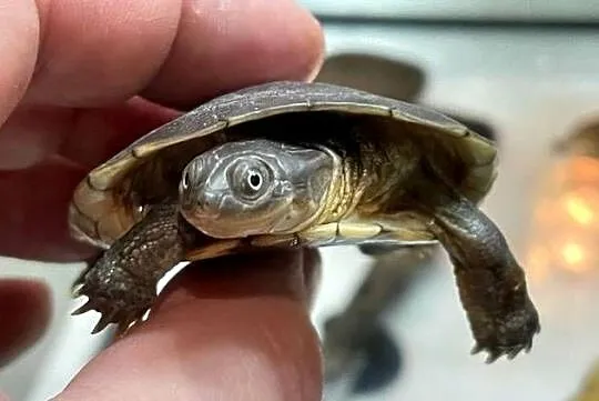 pelomeduza kasztanowata afrykańska (Pelomedusa castanea)