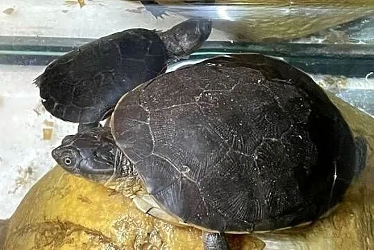 pelomeduza kasztanowata afrykańska (Pelomedusa castanea), Śląskie, Gliwice
