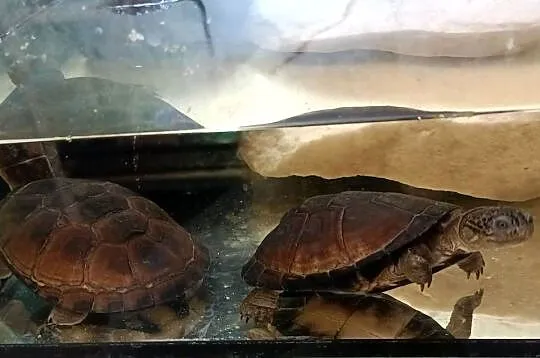 pelomeduza kasztanowata afrykańska (Pelomedusa castanea), Śląskie, Gliwice