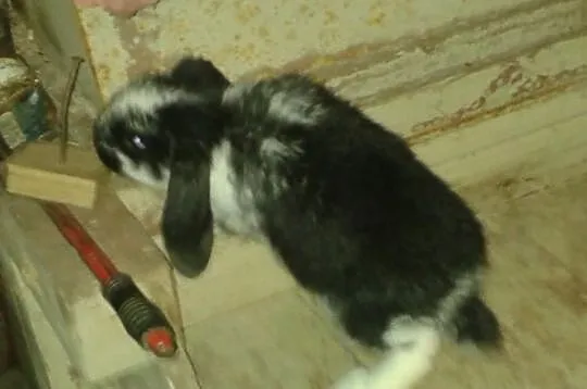 Króliki Baran Francuski