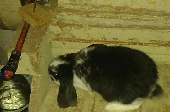 Króliki Baran Francuski
