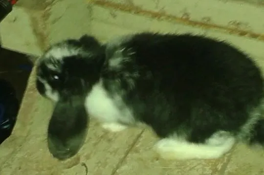 Króliki Baran Francuski