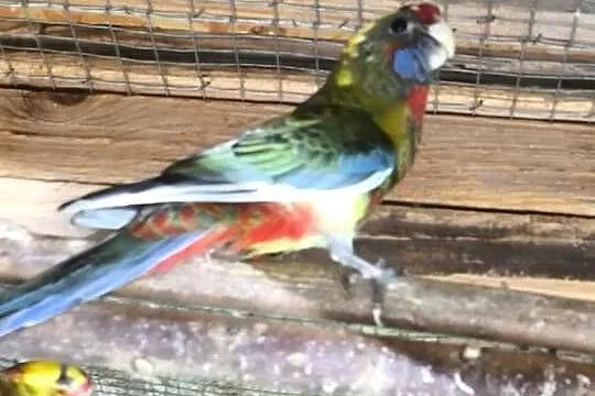 rozelle królewskie, Mazowieckie, Stare Babice
