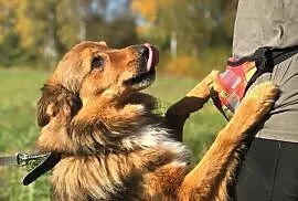 Misiek szuka swojego człowieka - fajny pies do adopcji!