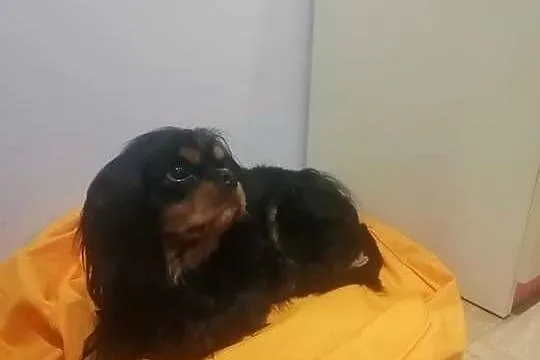 Cudowny Cavalier szuka nowej kochającej rodziny, Śląskie, Dąbrowa Górnicza
