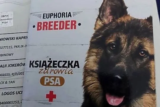 Cudowny Cavalier szuka nowej kochającej rodziny, Śląskie, Dąbrowa Górnicza