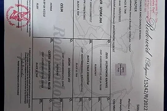 Cudowny Cavalier szuka nowej kochającej rodziny, Śląskie, Dąbrowa Górnicza