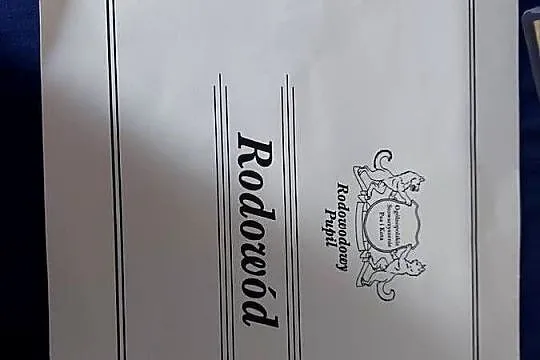 Cudowny Cavalier szuka nowej kochającej rodziny, Śląskie, Dąbrowa Górnicza
