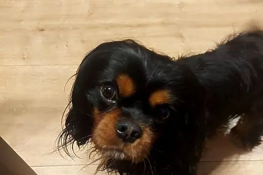 Cudowny Cavalier szuka nowej kochającej rodziny, Śląskie, Dąbrowa Górnicza