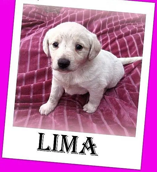 2,5 miesięczne szczeniaki Pysiek i Lima.ADOPCJA !,
