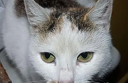 Kotka Idealna! Samanta Szuka Odpowiedzialnego Domk