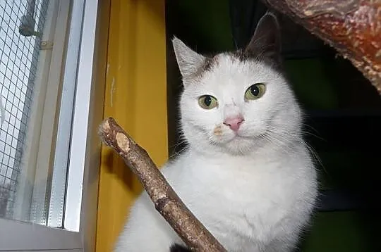 Kotka Idealna! Samanta Szuka Odpowiedzialnego Domk