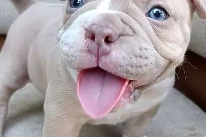 Piekne Amstaffy
